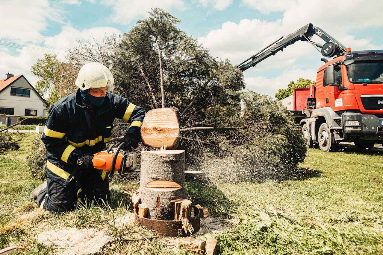 The Steps Involved in Our Tree Care Process in Elk River, MN